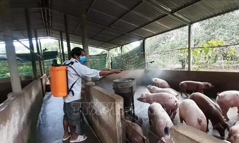 Chủ động giám sát dịch bệnh gia súc, gia cầm đến tận thôn, xóm, hộ gia đình