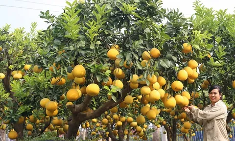 Bưởi Diễn vào vụ thu hoạch: Nơi đắt hàng, nơi ế ẩm