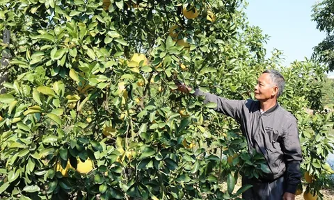 Cấp giấy chứng nhận VietGAP cho 5ha bưởi Diễn ở Quốc Oai