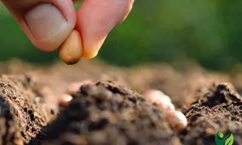 Làm thế nào để cắt giảm chi phí phân bón?