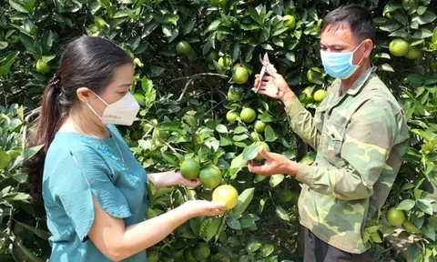 Hà Giang quan tâm đào tạo nghề cho lao động nông thôn
