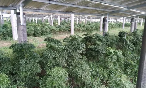 Đưa kinh tế Bình Dương “bay cao” nhờ trồng cây dược liệu