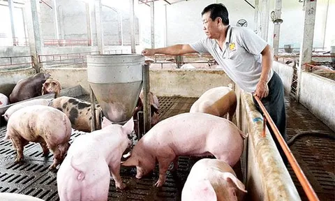 Giá lợn hơi tiếp tục tăng mạnh