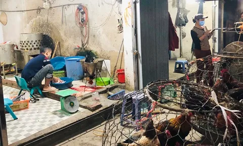 Không để dịch bệnh gia cầm bùng phát
