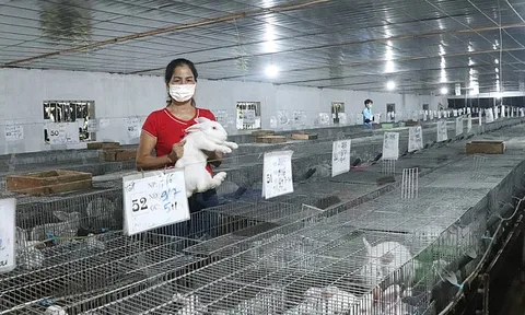 Phát huy vai trò hợp tác xã liên kết theo chuỗi