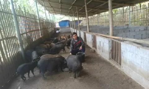Bắc Kạn: Chăn nuôi an toàn sinh học gắn với chuỗi giá trị góp phần phát triển ngành chăn nuôi bền vững