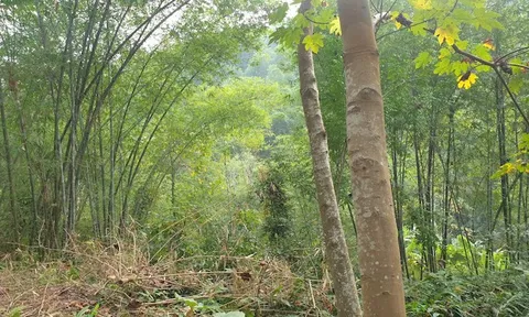 Quy định của Sở NN&PTNT và Chi cục Kiểm lâm Thanh Hóa liệu có quá cứng nhắc gây khó khăn cho người dân?