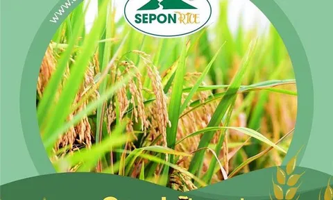 Sản xuất “Gạo hữu cơ Sepon” phục vụ xuất khẩu