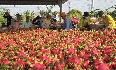 Cấp bách tìm thị trường tiêu thụ cho thanh long