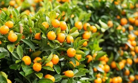 12 bài thuốc chữa bệnh từ cây quất