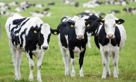 Người chăn nuôi bò sữa có thể thích ứng với biến đổi khí hậu