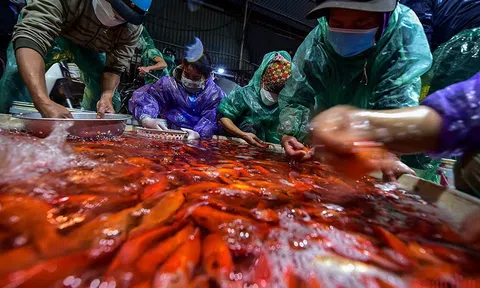 Chợ cá Yên Sở ngập sắc đỏ, tấp nập bán xuyên đêm ngày Tết ông Công ông Táo