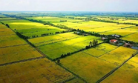 Cho phép chuyển đổi gần 200ha đất trồng lúa sang đất phi nông nghiệp