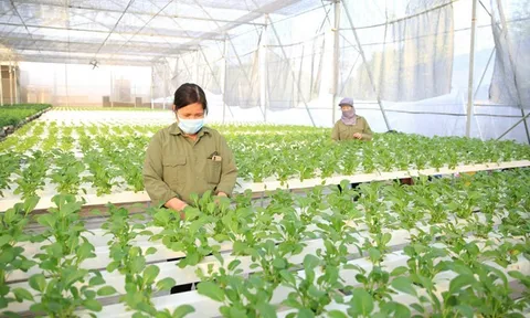 Chuyển giao khoa học, công nghệ: Bước đệm cho nông nghiệp đô thị