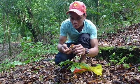 Giải pháp đột phá phát triển dược liệu vùng Tây Nguyên