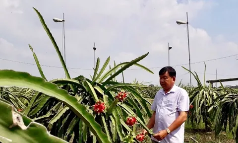 Đưa thanh long đến thị trường 1,4 tỷ dân