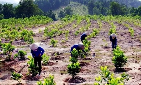Hiệu quả từ những mô hình trồng lâm sản ngoài gỗ