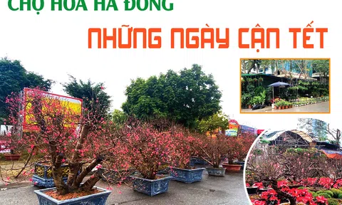 Chợ hoa Hà Đông những ngày cận Tết