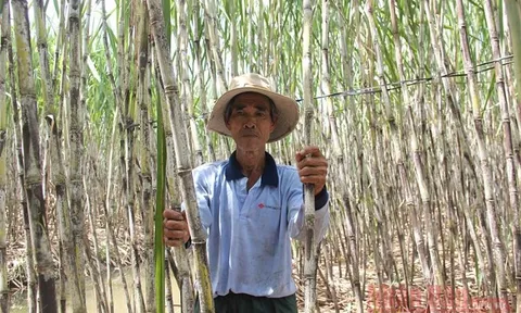 Hướng tới phát triển bền vững mía đường Việt Nam