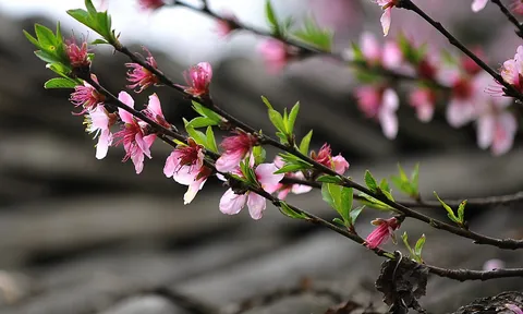 Nguồn gốc Tết Nguyên đán ở Việt Nam qua nghiên cứu của nhà sử học Trần Văn Giáp