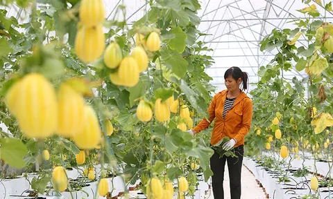 Phát triển các vùng sản xuất chuyên canh tập trung