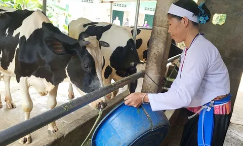 Tập trung phát triển bò thịt, bò sữa