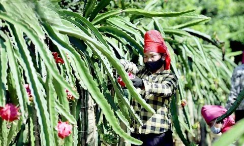 Tiêu thụ nông sản của các tỉnh phía Nam: Tìm cơ hội mới cho xuất khẩu