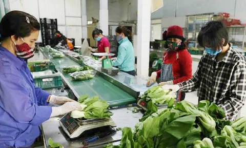 Vụ rau Tết hứa hẹn bội thu