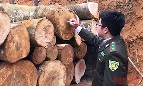 Xử lý nghiêm vụ việc khai thác rừng phòng hộ ở Thái Nguyên