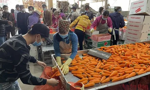 Hải Dương xuất khẩu 625 tấn cà rốt