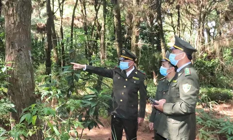 Đến năm 2025, nâng tỷ lệ che phủ rừng của Hà Nội ở mức 5,67-6,2%