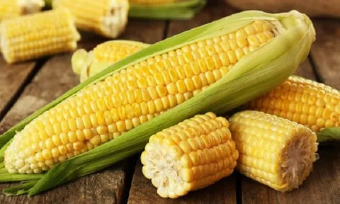 Các nhà nghiên cứu bệnh thực vật hàng đầu chống lại bệnh đốm lá gây hại cho ngô