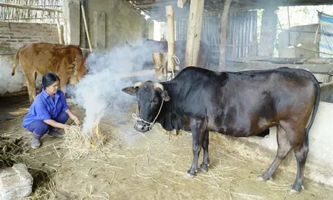 Hơn 1.000 con gia súc bị chết do rét đậm, rét hại