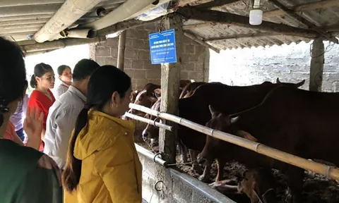 Phát triển mô hình kinh tế tuần hoàn trong chăn nuôi