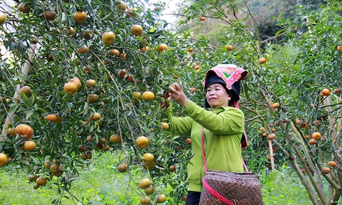 Liên kết sản xuất vùng cây ăn quả
