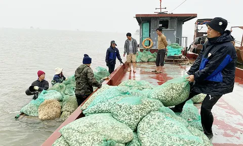 Khai thác tiềm năng nuôi ngao ở vùng nam đồng bằng sông Hồng