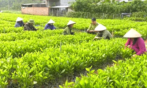 Phát triển kinh tế lâm nghiệp bền vững