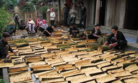 Xây dựng vùng trồng quế bền vững