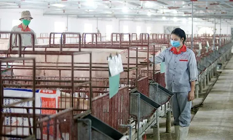 Tái đàn chăn nuôi sau Tết: Chú trọng phòng, chống dịch bệnh