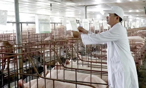 Tạo nền tảng cho nông nghiệp hàng hóa