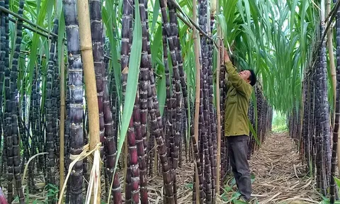 Thị trường đường áp lực trước đà giảm mạnh của giá dầu thô