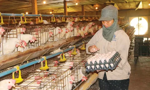 Đầu xuân gặp những tỷ phú nông dân