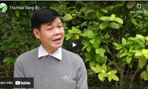 Ông Nịnh Văn Trắng, người Sán Chỉ “biến trà hoa vàng thành vàng”
