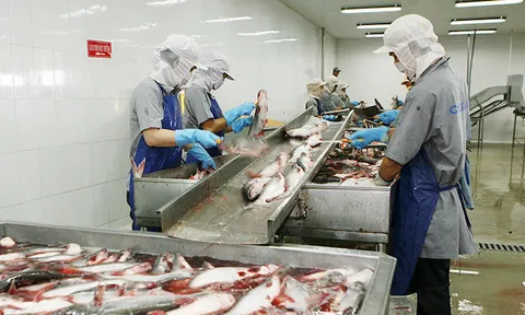 Xây dựng chuỗi giá trị cá tra bền vững