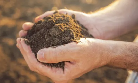 Cải thiện năng suất cây trồng ở những vùng khô hạn bằng đất phủ sáp