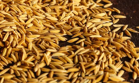 Xuất cấp hạt giống giúp tỉnh Ninh Thuận khắc phục hậu quả thiên tai