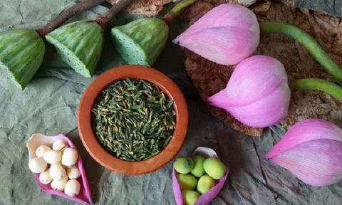 Lưu ý khi dùng tâm sen trị mất ngủ hậu COVID-19