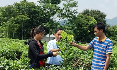 Tạo chuyển biến cho nông sản từ ứng dụng khoa học-công nghệ