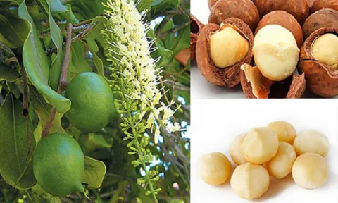 Phát triển Mắc ca thành ngành hàng sản xuất hiệu quả, bền vững