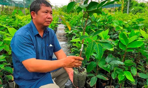 Khởi nghiệp từ giá thể ươm cây giống sạch bệnh